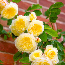 Load image into Gallery viewer, The Pilgrim Climbing English Rose~ David Austin