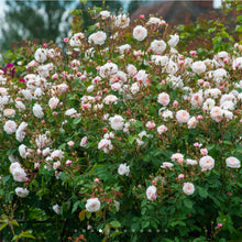 Load image into Gallery viewer, The Albrighton Rambler English Rose~ David Austin