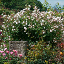 Load image into Gallery viewer, The Albrighton Rambler English Rose~ David Austin