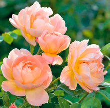 Load image into Gallery viewer, The Lark Ascending English Rose Shrub~ David Austin