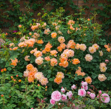 Load image into Gallery viewer, The Lark Ascending English Rose Shrub~ David Austin