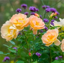 Load image into Gallery viewer, The Lark Ascending English Rose Shrub~ David Austin