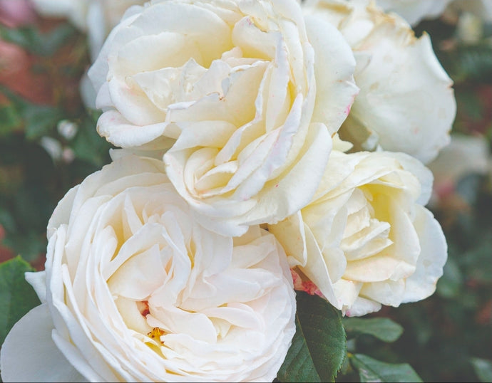 Top Cream Rose ~ Bloomables