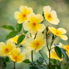 Load image into Gallery viewer, Tottering By Gently English Rose Shrub~ David Austin