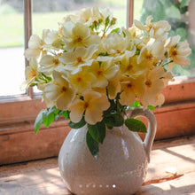 Load image into Gallery viewer, Tottering By Gently English Rose Shrub~ David Austin