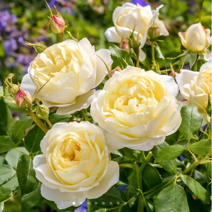 Vanessa Bell English Rose Shrub~ David Austin
