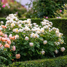 Load image into Gallery viewer, Vanessa Bell English Rose Shrub~ David Austin