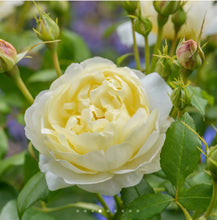 Load image into Gallery viewer, Vanessa Bell English Rose Shrub~ David Austin