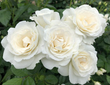 Load image into Gallery viewer, Veranda White Rose ~ Bloomables