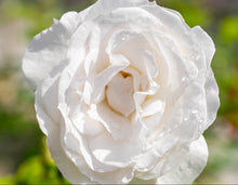 Load image into Gallery viewer, Veranda White Rose ~ Bloomables