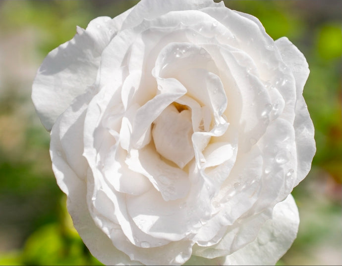Veranda White Rose ~ Bloomables