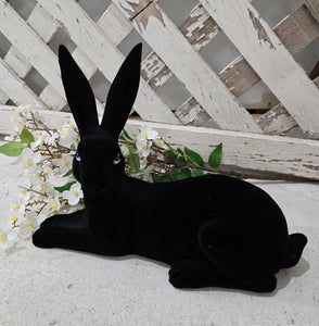 Black Velvet Bunny ~ Laying