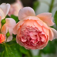 Load image into Gallery viewer, Carding Mill English Rose Shrub~ David Austin
