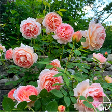 Load image into Gallery viewer, Carding Mill English Rose Shrub~ David Austin
