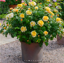 Load image into Gallery viewer, Charles Darwin English Rose Shrub~ David Austin