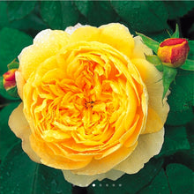 Load image into Gallery viewer, Charles Darwin English Rose Shrub~ David Austin