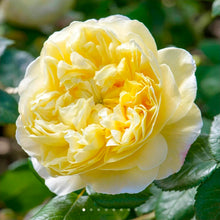 Load image into Gallery viewer, Charles Darwin English Rose Shrub~ David Austin