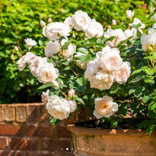Load image into Gallery viewer, Desdemona English Rose Shrub~ David Austin