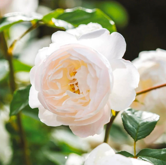 Desdemona English Rose Shrub~ David Austin