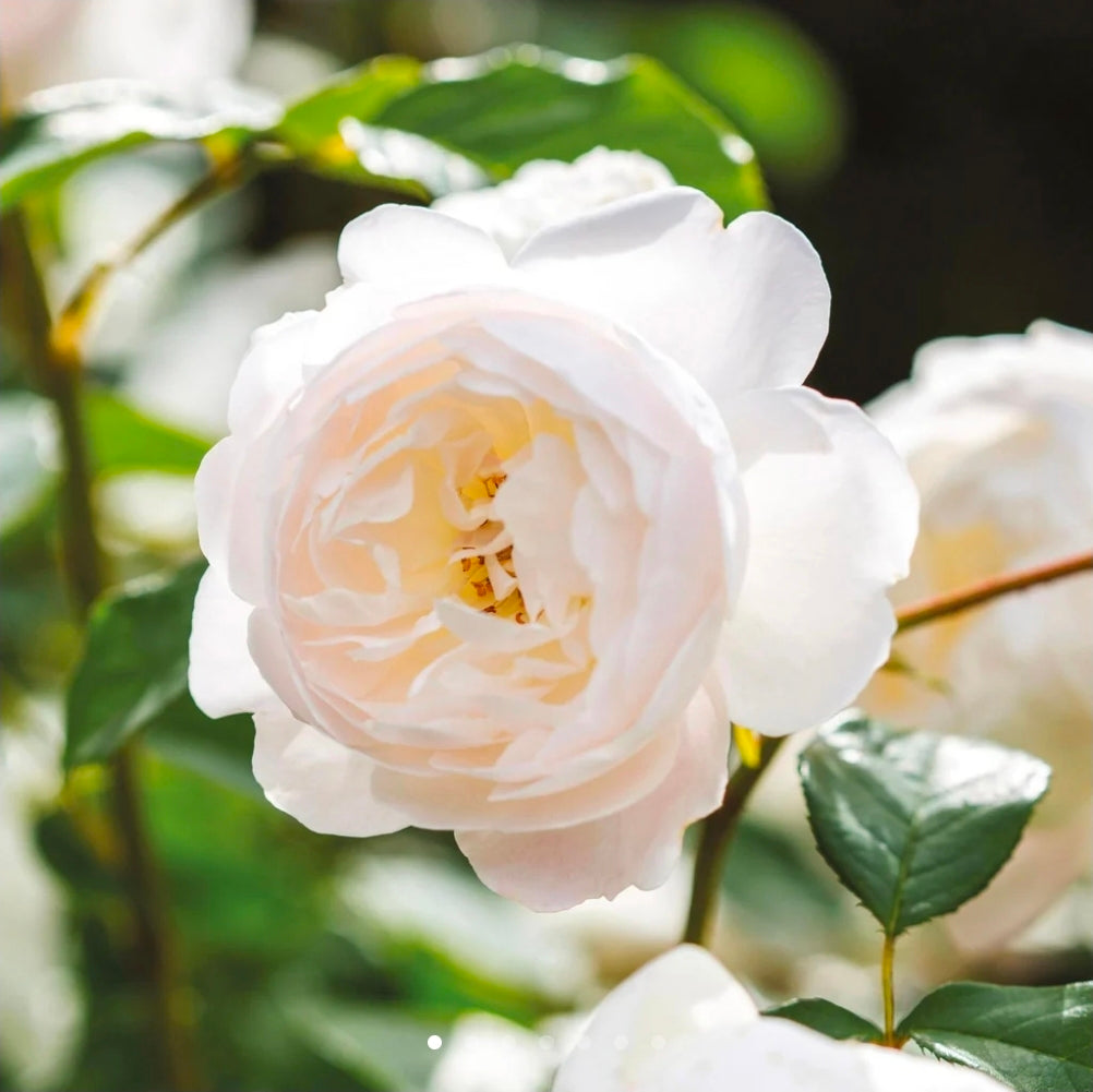 Desdemona English Rose Shrub~ David Austin