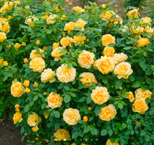 Load image into Gallery viewer, Golden Celebration English Rose Shrub~ David Austin
