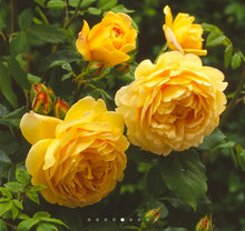 Load image into Gallery viewer, Golden Celebration English Rose Shrub~ David Austin