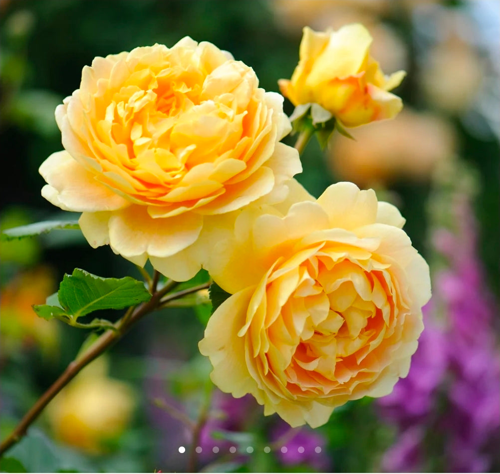 Golden Celebration English Rose Shrub~ David Austin