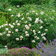 Load image into Gallery viewer, Lichfield Angel English Rose Shrub~ David Austin