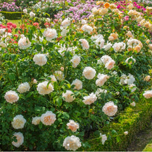 Load image into Gallery viewer, Lichfield Angel English Rose Shrub~ David Austin