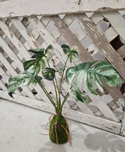 Load image into Gallery viewer, Faux Monstera Moss Ball Plant