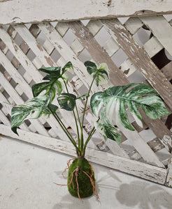 Faux Monstera Moss Ball Plant