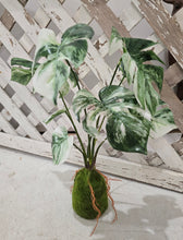 Load image into Gallery viewer, Faux Monstera Moss Ball Plant