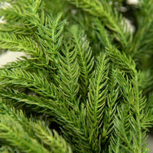 Load image into Gallery viewer, 24&quot; Christmas Norfolk Pine Wreath