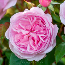 Load image into Gallery viewer, Olivia Rose Austin English Rose Shrub~ David Austin