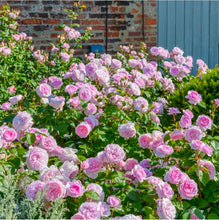 Load image into Gallery viewer, Olivia Rose Austin English Rose Shrub~ David Austin