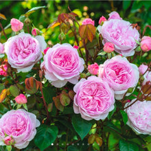 Load image into Gallery viewer, Olivia Rose Austin English Rose Shrub~ David Austin