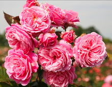 Load image into Gallery viewer, Parfuma Summer Romance Rose ~ Bloomables
