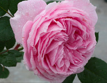 Load image into Gallery viewer, Parfuma Summer Romance Rose ~ Bloomables