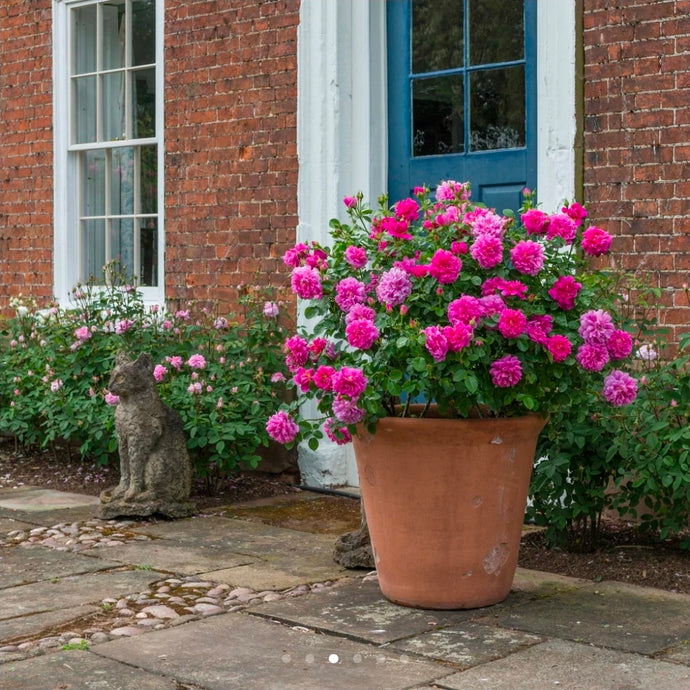 Princess Anne English Rose Shrub~ David Austin