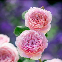 Load image into Gallery viewer, Queen of Sweden English Rose Shrub~ David Austin