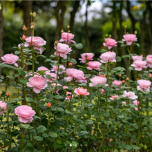 Load image into Gallery viewer, Queen of Sweden English Rose Shrub~ David Austin