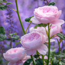 Load image into Gallery viewer, Queen of Sweden English Rose Shrub~ David Austin