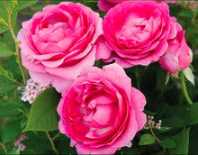 Load image into Gallery viewer, Raspberry Cupcake Rose ~ Bloomables