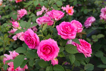 Load image into Gallery viewer, Raspberry Cupcake Rose ~ Bloomables