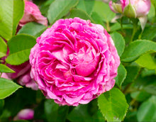 Load image into Gallery viewer, Raspberry Cupcake Rose ~ Bloomables