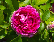 Load image into Gallery viewer, Raspberry Cupcake Rose ~ Bloomables