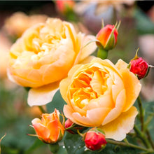 Load image into Gallery viewer, Roald Dahl English Rose Shrub~ David Austin