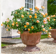 Load image into Gallery viewer, Roald Dahl English Rose Shrub~ David Austin