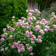 Load image into Gallery viewer, Scepter&#39;d Isle English Rose Shrub~ David Austin