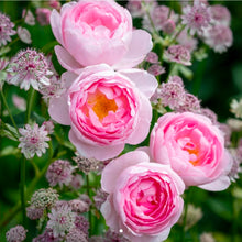 Load image into Gallery viewer, Scepter&#39;d Isle English Rose Shrub~ David Austin